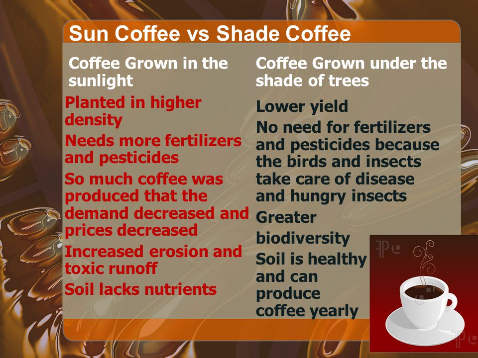 Sun or shade grown coffee essay